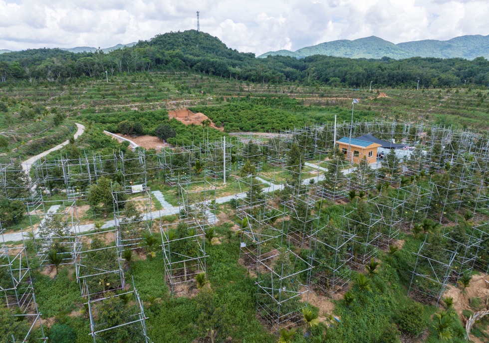 Tự trồng thanh long đến sầu riêng: Tham vọng tự chủ trái cây của Trung Quốc - 3 Tự trồng thanh long đến sầu riêng: Tham vọng tự chủ trái cây của Trung Quốc - 3