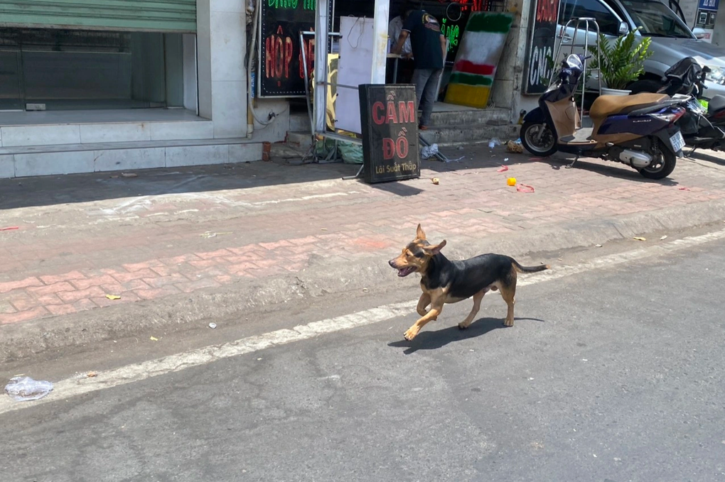 Nỗi khổ sống cùng xú uế của người dân ở con hẻm chó thả rông - 3 Nỗi khổ sống cùng xú uế của người dân ở con hẻm chó thả rông - 3