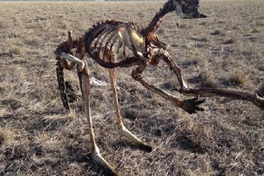 Hạn hán tàn khốc ở Australia, kangaroo chết khô xương