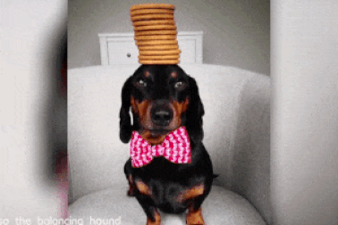 Clip: Sửng sốt với chú chó có biệt tài... thăng bằng vạn vật