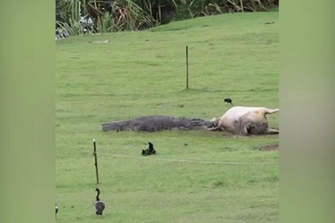 Video cá sấu ăn con bò trong vườn