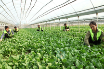 Quy định chặt chính sách hợp tác xã để hạn chế xin cho, ỷ lại, trục lợi