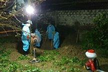 Tiếp tục bùng phát dịch tả lợn châu Phi ở Thanh Hóa