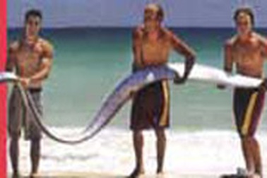 Rắn biển khổng lồ 