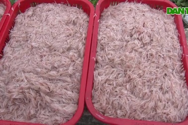 Ngư dân kiếm cả chục triệu đồng mỗi ngày nhờ lộc biển