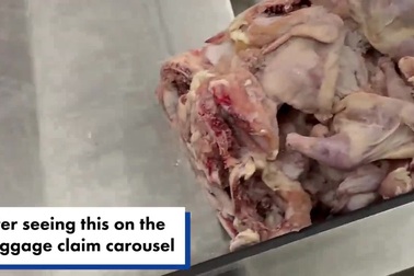 "Tảng" thịt gà sống nằm trên băng chuyền hành lý