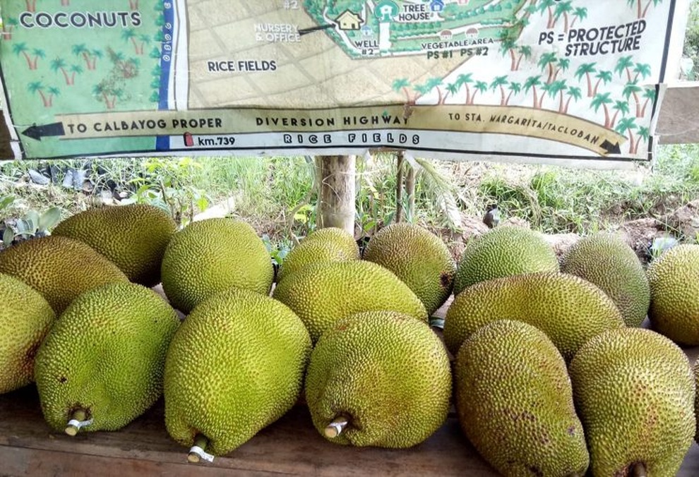 Nghỉ hưu sớm, trở thành nông dân trồng mít kiếm bộn tiền - 2 Nghỉ hưu sớm, trở thành nông dân trồng mít kiếm bộn tiền - 2