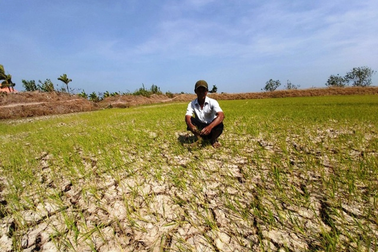 Thủ tướng: Kiên quyết không để dân ĐBSCL thiếu nước ngọt vì xâm nhập mặn