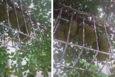 Bỏ tiền triệu đóng lồng cho mít vẫn "khóc ra tiếng Mán" với kẻ trộm