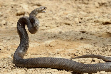 Vườn thú cung cấp dịch vụ cho du khách lấy tên người yêu cũ đặt tên cho rắn độc