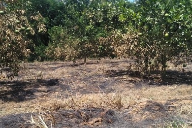 Vườn cam gần đến mùa thu hoạch bị kẻ gian đốt cháy