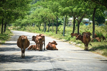 Từ vụ bò tấn công cháu bé: Coi chừng vướng lao lý vì thả rông bò