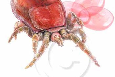 Mạt gà, mạt chuột có khả năng truyền bệnh không?