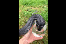 Clip người đàn ông cho rắn hổ mang chúa uống nước khiến người xem rùng mình