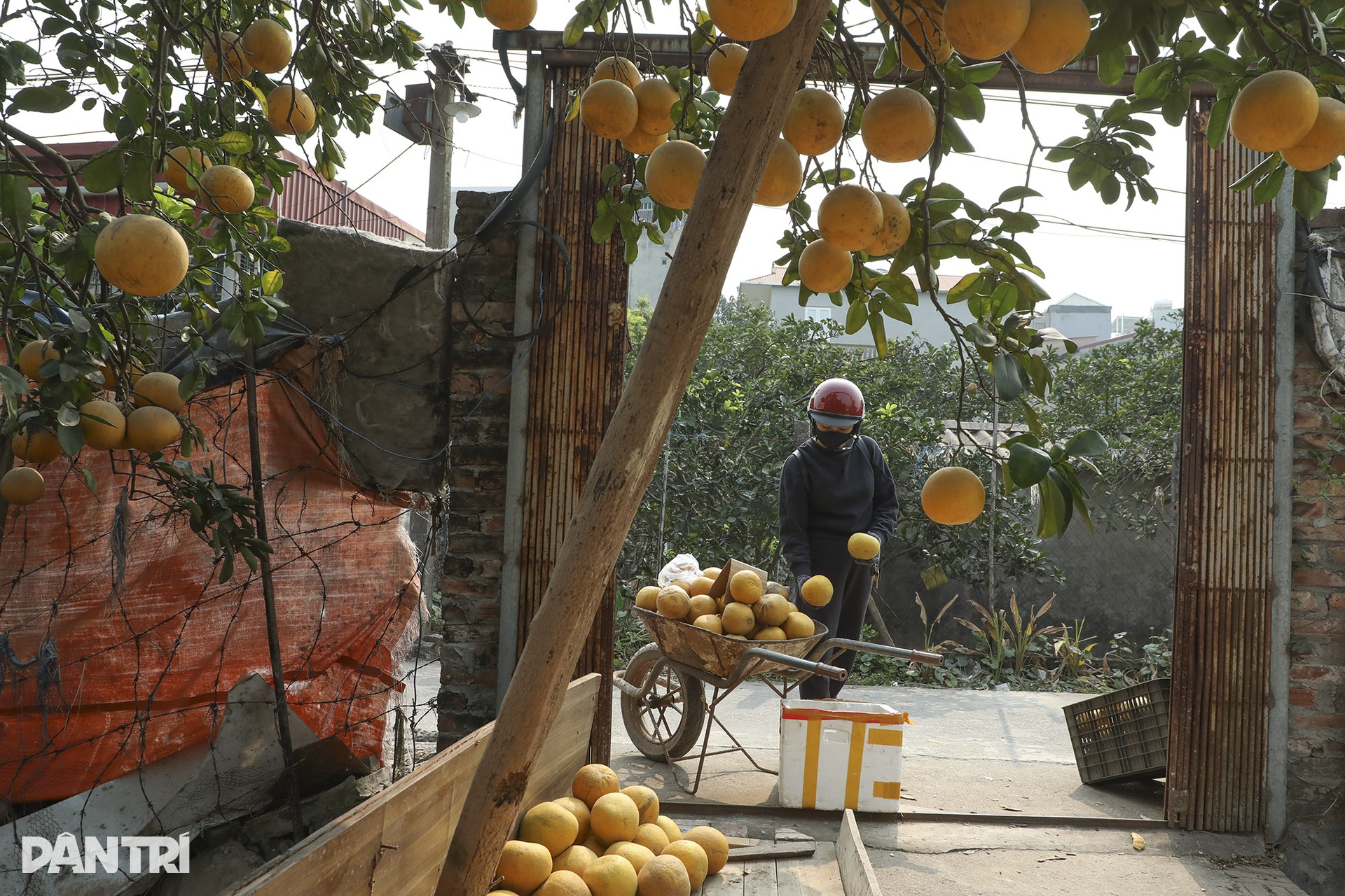 Vườn bưởi Phúc Diễn vàng rực vào vụ Tết - 4