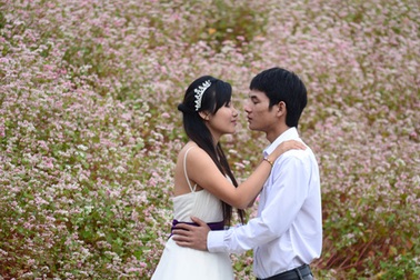 Lãng mạn bộ ảnh cưới cùng hoa tam giác mạch