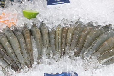 Chi phí tăng vọt, người nuôi tôm miền Tây đối mặt nguy cơ treo ao