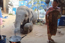 Chú voi trổ tài nấu ăn, làm gỏi đu đủ Thái, gây sốt mạng xã hội