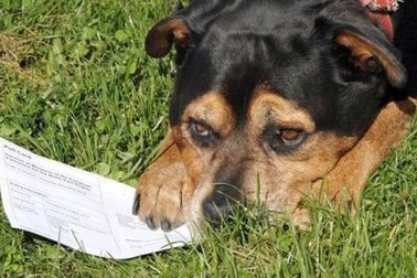 Chó được mời bầu cử Nghị viện châu Âu