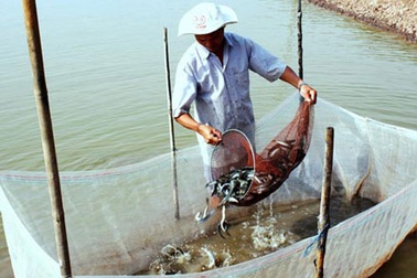 “Thoát” tin đồn nhảm, cá kèo hồi sinh