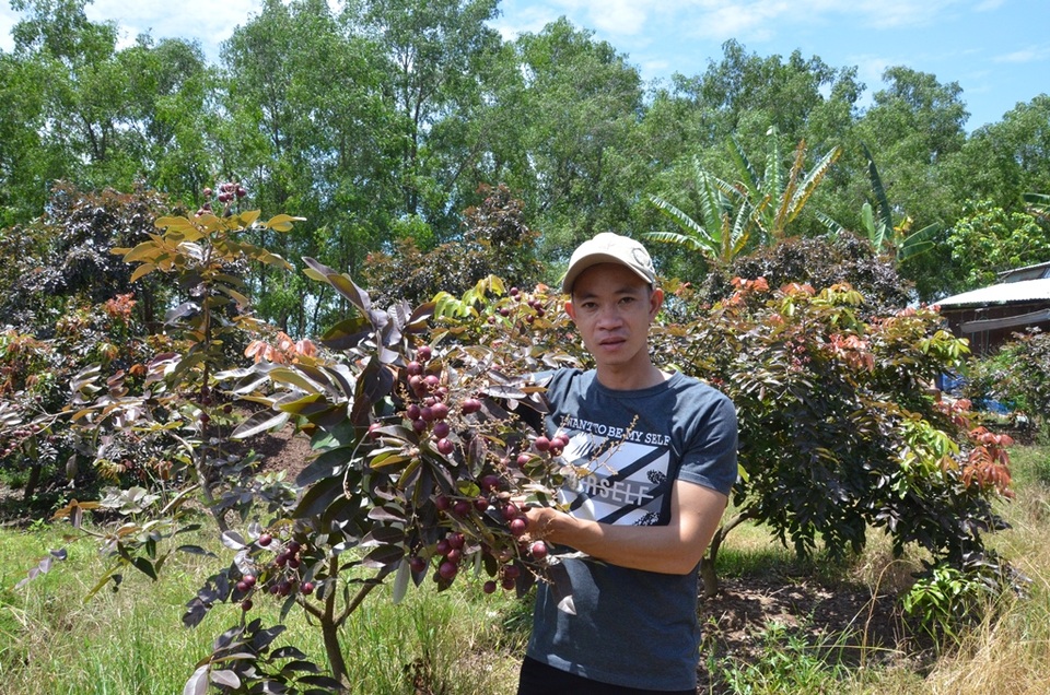 Trà Vinh: Nông dân trồng nhãn tím thu hơn nửa tỷ đồng/năm - 2 Trà Vinh: Nông dân trồng nhãn tím thu hơn nửa tỷ đồng/năm - 2