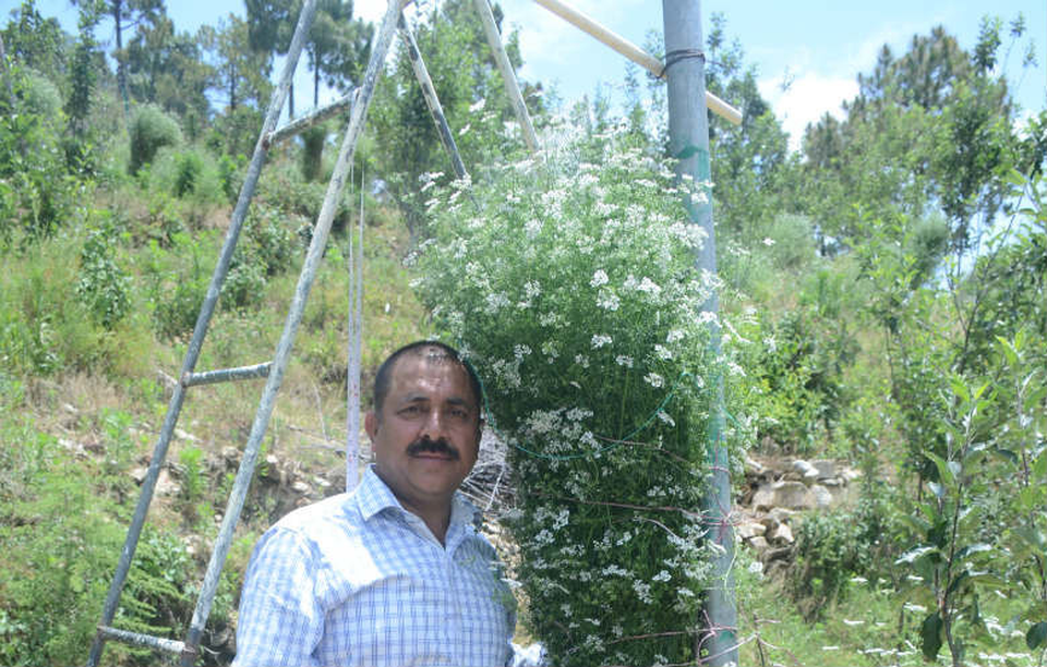 Kỷ lục thế giới: Trồng cây rau mùi cao hơn đầu người - 1 Kỷ lục thế giới: Trồng cây rau mùi cao hơn đầu người - 1