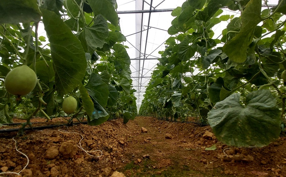 Nam thanh niên người Thái làm giàu từ đất, thu gần nửa tỷ đồng mỗi năm - 5 Nam thanh niên người Thái làm giàu từ đất, thu gần nửa tỷ đồng mỗi năm - 5