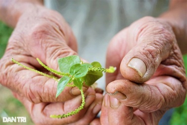 Lão nông mang rau dại về trồng, bất ngờ thu nhập cao
