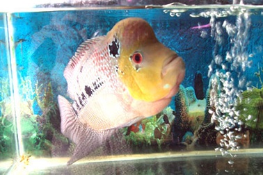 Dốc tiền triệu chơi cá cảnh ngoại