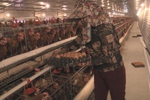 Lạ lùng chuyện nam thanh niên nuôi gà cho nghe nhạc thu nhập tiền tỉ