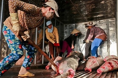 Đời nữ phu vác cá