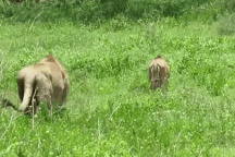 Mải mê gặm cỏ, linh dương con hóa mồi ngon cho sư tử