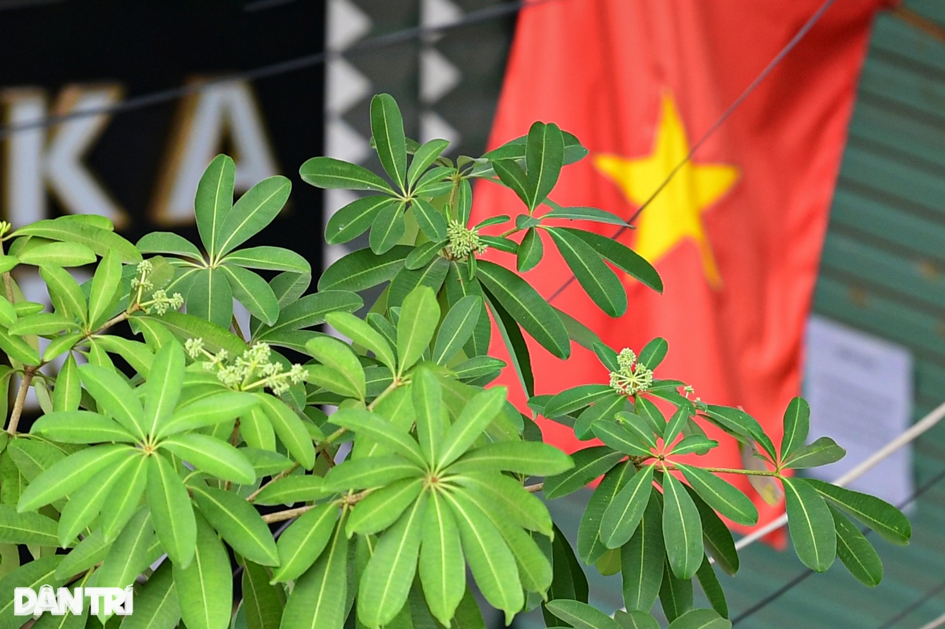 Hiện trạng 80 cây hoa sữa gây mùi khó chịu bị đề xuất di dời ở Hà Nội - 3 Hiện trạng 80 cây hoa sữa gây mùi khó chịu bị đề xuất di dời ở Hà Nội - 3