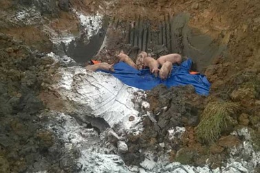 Yêu cầu làm rõ trách nhiệm vì để xảy ra dịch lở mồm long móng