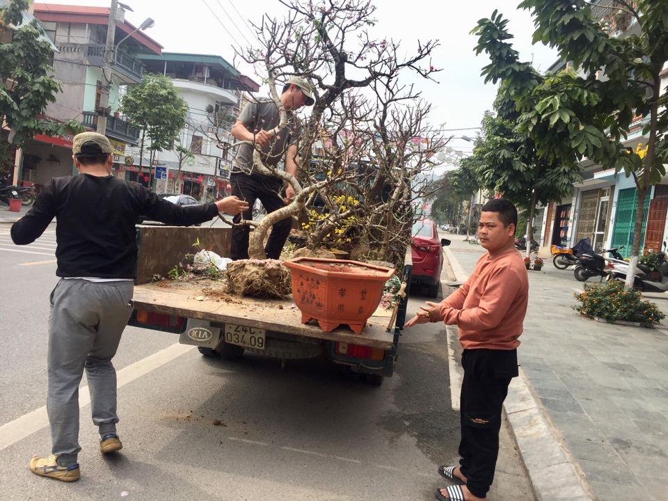 Dịch vụ nhận trồng, chăm sóc đào cảnh sau Tết hút khách - 6