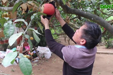 "Cụ" bưởi đỏ 60 tuổi ở Hà Nội được đeo mã số, năm nào cũng sai trĩu quả
