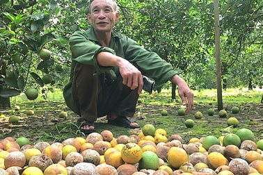 Cam rụng vàng vườn sau mưa lũ, người dân điêu đứng