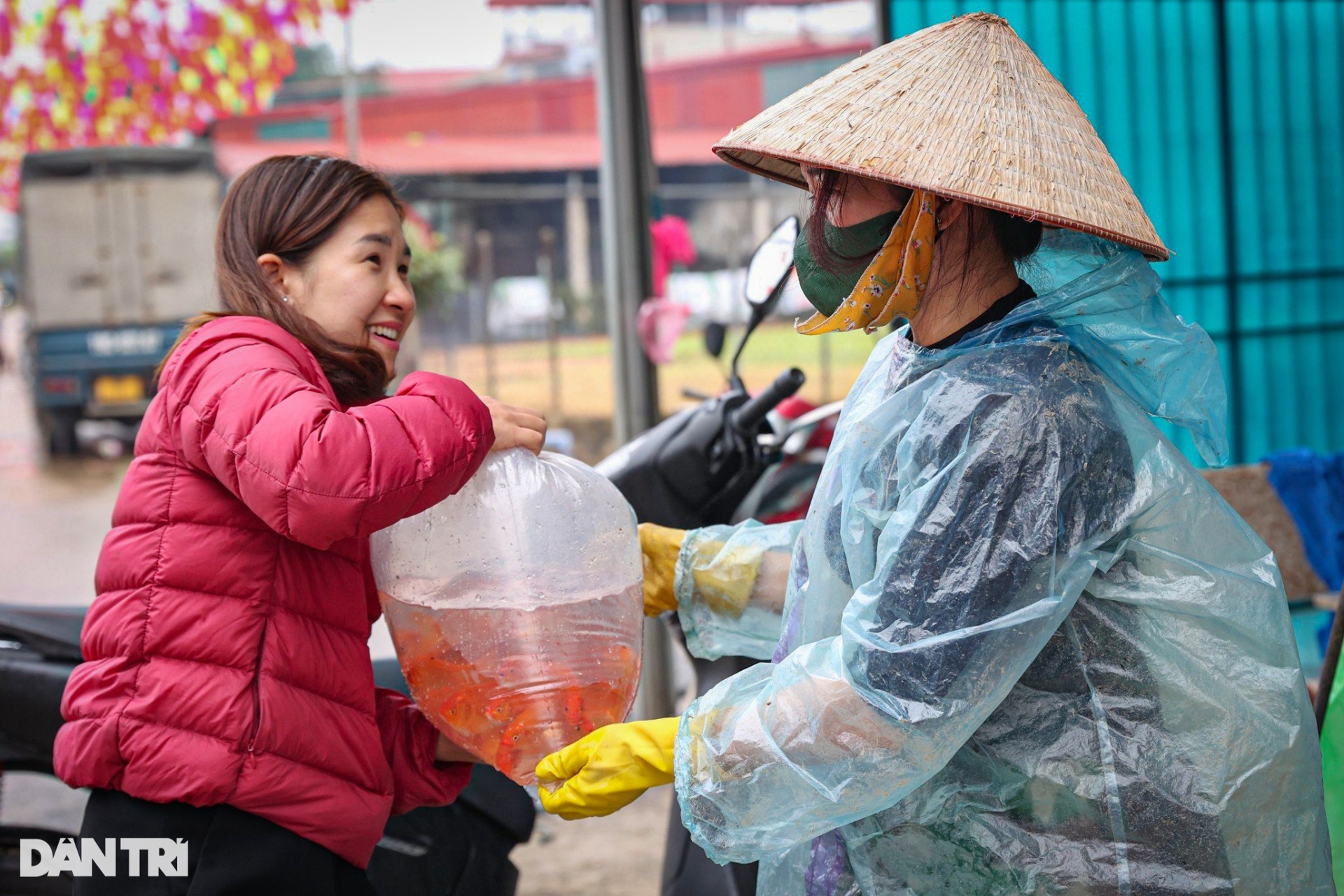 Lội bùn giăng lưới thu hoạch cá chép đỏ trước ngày ông Táo lên chầu trời - 14 Lội bùn giăng lưới thu hoạch cá chép đỏ trước ngày ông Táo lên chầu trời - 14