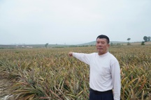 Dứa đang xanh tốt bất ngờ héo lá chết, nông dân lâm cảnh trắng tay