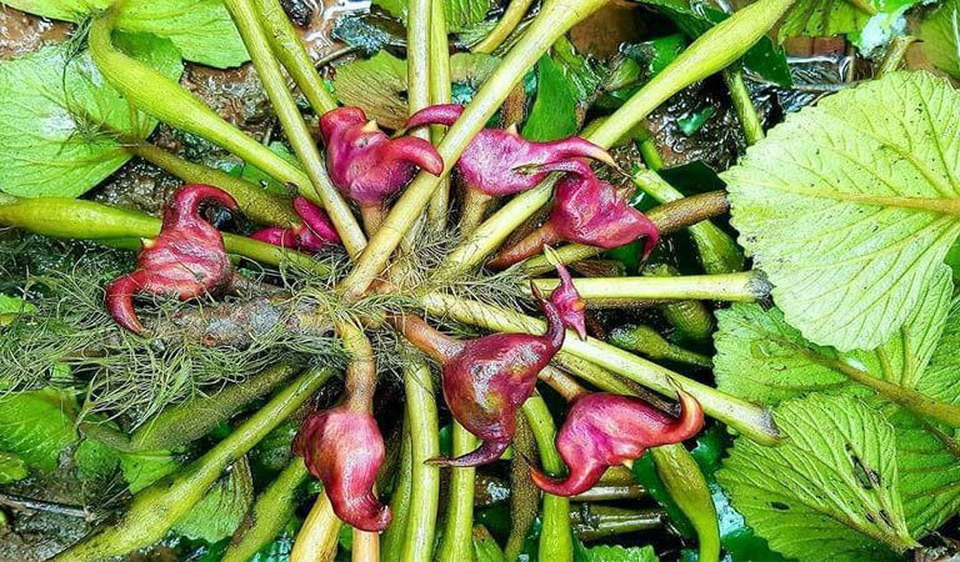 Củ ấu phòng chống ung thư - 1 Củ ấu phòng chống ung thư - 1