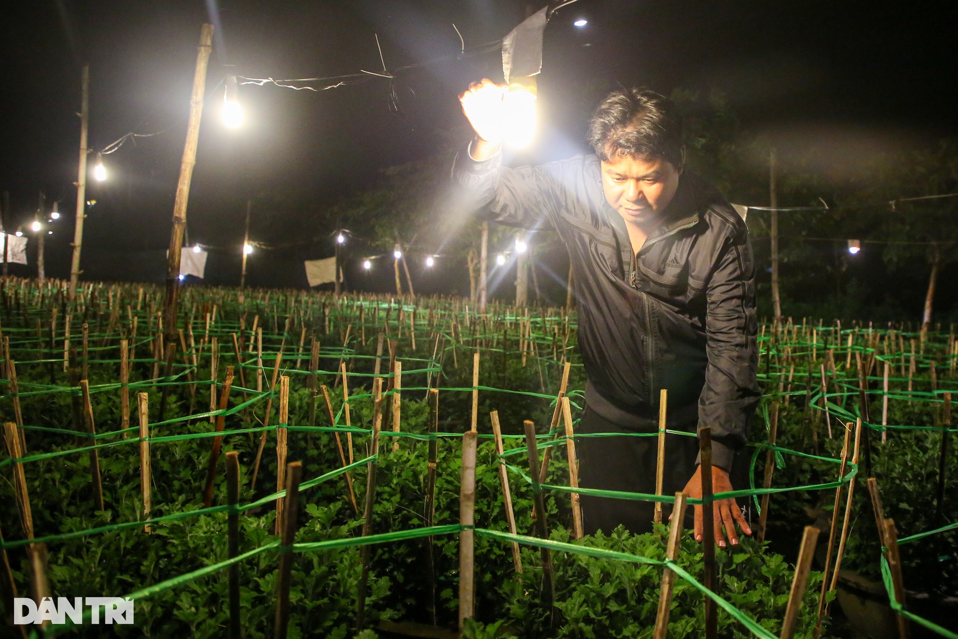 Da Nang flower village lights up brightly to catch flowers waiting for Tet - July