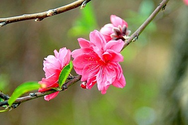 Tết Nguyên Đán: Đã chốt đề xuất cuối cùng về lịch nghỉ Tết Mậu Tuất