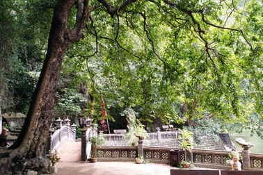 Kỳ bí cây thị nghìn năm có hai loại quả khác nhau