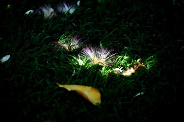 Bàng vuông Trường Sa tỏa bóng mát giữa Sài Gòn