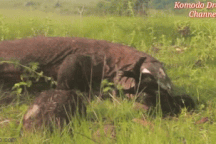 Kinh hoàng cảnh rồng Komodo ăn tươi nuốt sống dê núi trong tích tắc