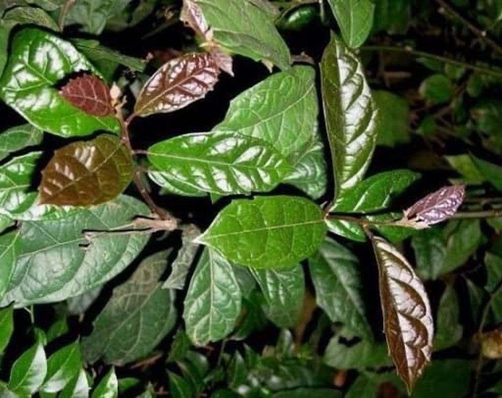Công dụng của lá xạ đen với bệnh ung thư - 1 Công dụng của lá xạ đen với bệnh ung thư - 1