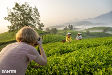 Làm nghề lạ "cho Tây chụp ảnh", cô nông dân sinh lời nhiều lần từ đồi chè
