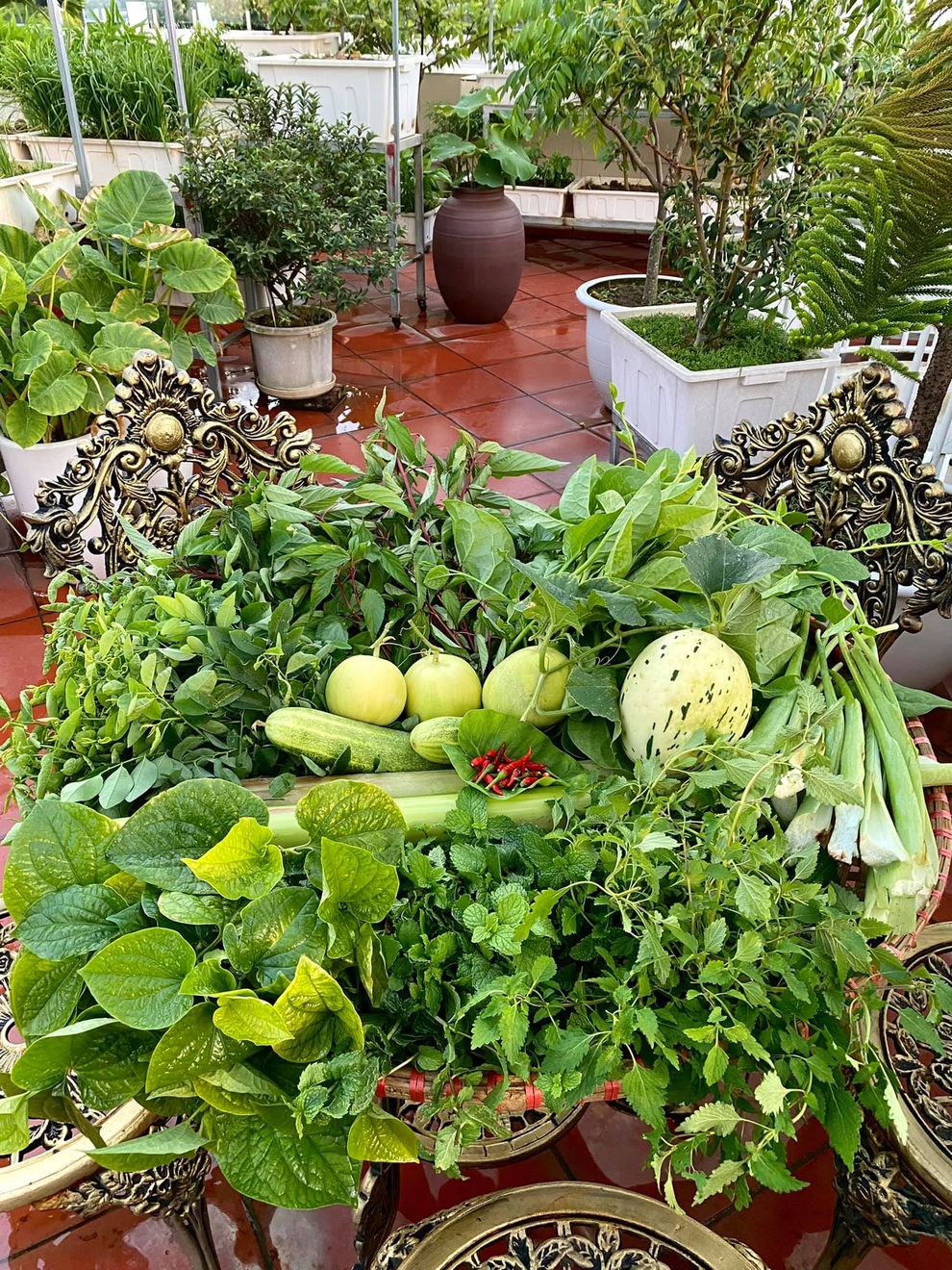Mẹ đảm Hải Phòng phủ xanh biệt thự bằng vườn rau, trái 120m2 - 13