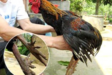 Về thăm “xứ sở gà 9 cựa” 