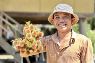 Kiếm đủ tiền mua sách vở cho con nhờ hái loại quả mọc hoang trên núi